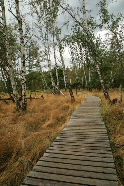 The picture from the national protected area in Czech Republic called SOOS. The former peat mining area.