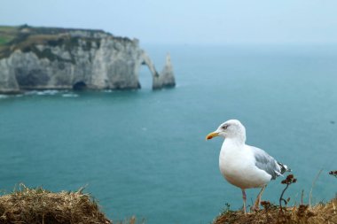 Fransız şehri Tretat 'ın yanındaki kayalıkların yanındaki çimlerin üzerinde duran meraklı martı..