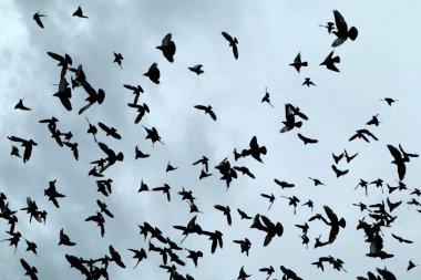 Yağmurlu karanlık gökyüzünün altında bir güvercin sürüsü uçuyor..