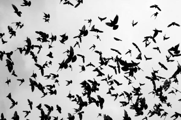 Yağmurlu Karanlık Gökyüzünün Altında Bir Güvercin Sürüsü Uçuyor — Stok fotoğraf