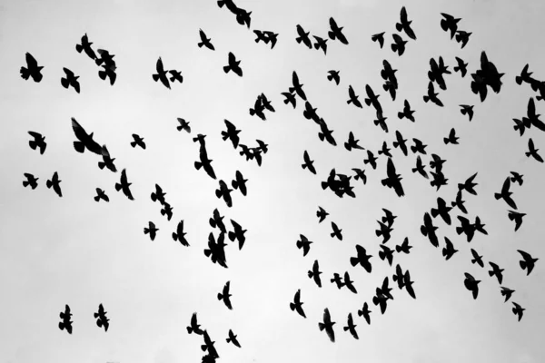 雨の暗い空の下でハトの群れが飛んでいる — ストック写真