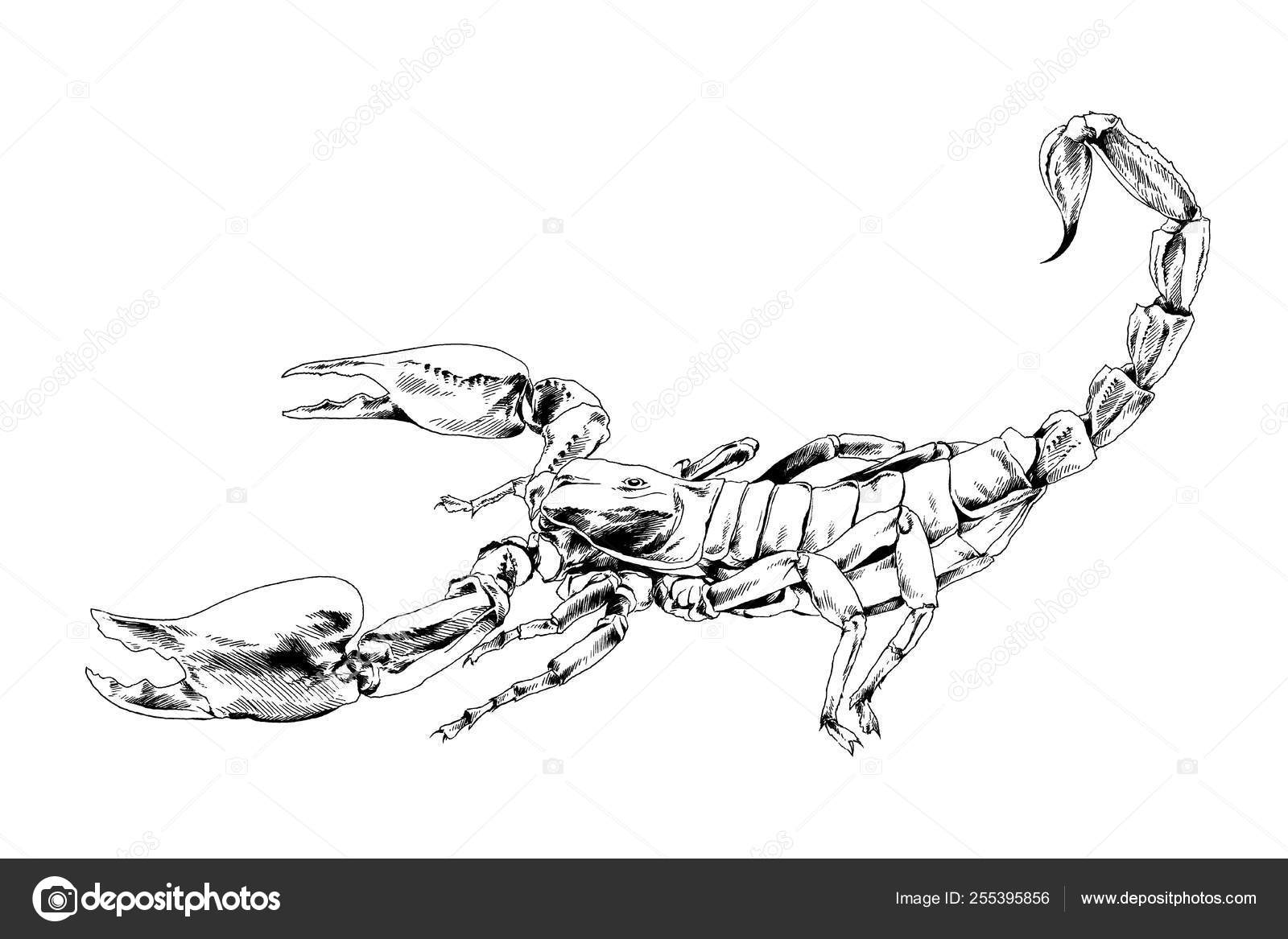 6x6FT Vinyl Photo Backdrops,Zodiac Scorpio,Sketch Tattoo Photo Background for Photo Booth Studio Props