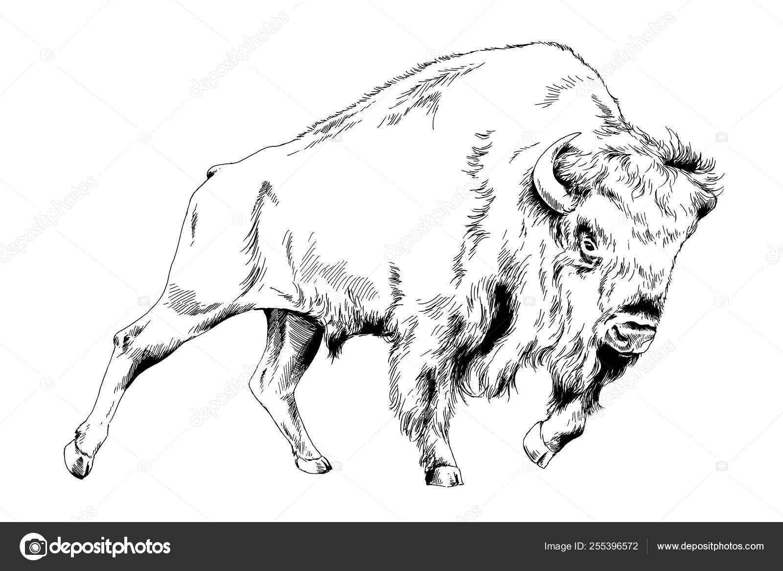 Powerful Huge Buffalo Horns Drawn Ink Freehand Sketch Tattoo Stock