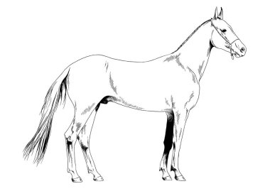 yarış atı mürekkeple beyaz arka planda tam uzunlukta elle çizilmiş bir emniyet kemeri olmadan