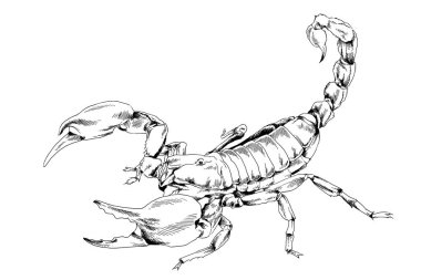 Saldırgan Scorpion beyaz arkaplan logo dövmesinde mürekkeple çizilmiş