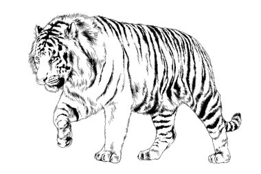 Yırtıcı bir dövme logosunun ellerindeki mürekkeple çizilmiş bir kaplan.