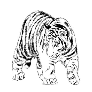 Yırtıcı bir dövme logosunun ellerindeki mürekkeple çizilmiş bir kaplan.