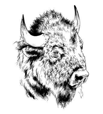Boynuzları mürekkeple çizilmiş kocaman bir bufalo.