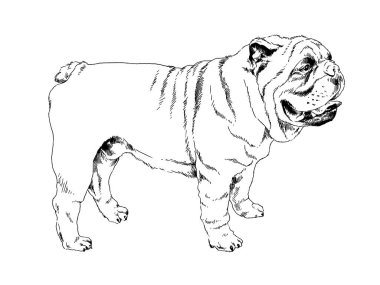 safkan köpek mürekkeple el ile beyaz bir arka plan üzerinde çizilmiş.