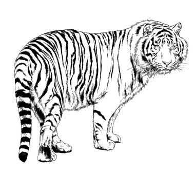 Yırtıcı bir dövme logosunun ellerindeki mürekkeple çizilmiş bir kaplan.