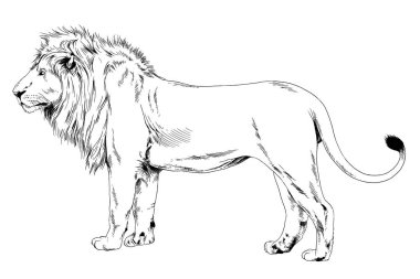 aslan bir yırtıcı dövme logosu elinden mürekkep ile çizilmiş