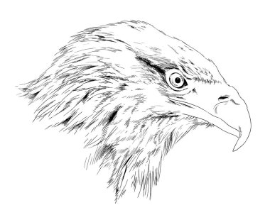 yırtıcı kartal, şahin, Falcon, el-çizilmiş mürekkep kroki kuş