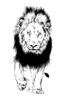 aslan bir yırtıcı dövme logosu elinden mürekkep ile çizilmiş