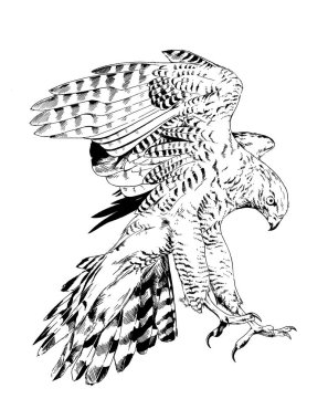 yırtıcı kartal, şahin, Falcon, el-çizilmiş mürekkep kroki kuş