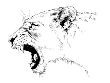 aslan bir yırtıcı dövme logosu elinden mürekkep ile çizilmiş