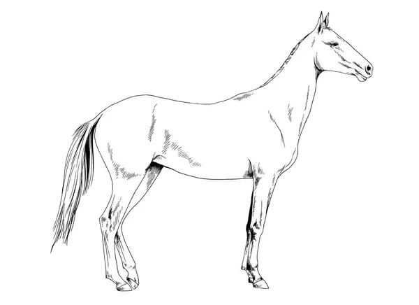 完全な長さの白い背景の上の手によってインクで描かれたハーネスなし競走馬 — ストック写真