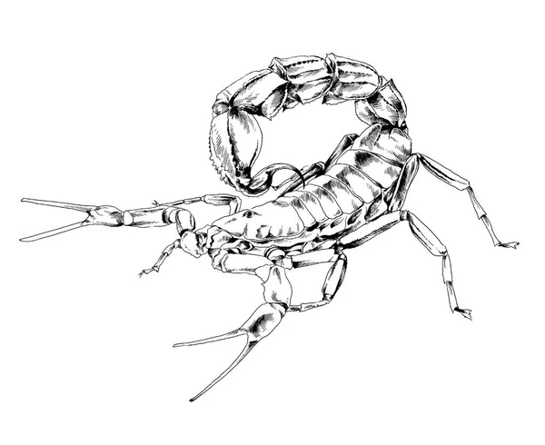 Atakujący Skorpion Jest Narysowany Atramentem Białym Tle Tatuażu Logo — Zdjęcie stockowe