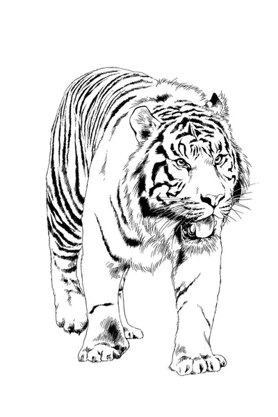 Τίγρης Ζωγραφισμένος Μελάνι Από Χέρια Ενός Θηρευτή Τατουάζ Λογότυπο — Φωτογραφία Αρχείου
