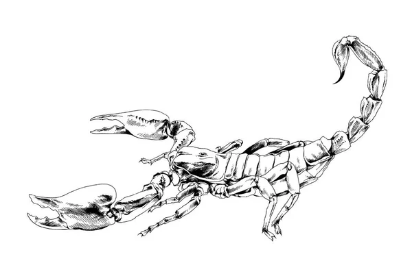 Escorpião Desenhado Com Tinta Tatuagem Fundo Branco — Fotografia de Stock