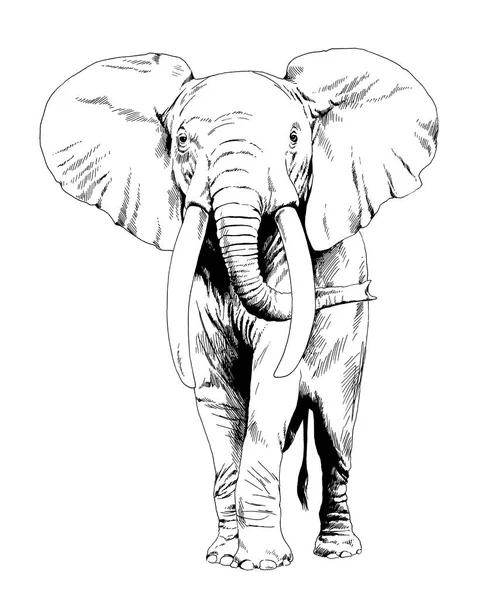 Large Full Length Elephant Drawn Ink Hand White Background Sketch — Stock Photo, Image