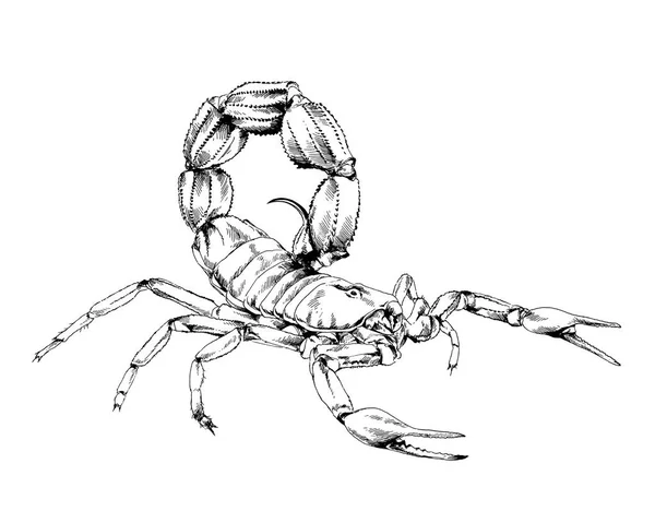 Skorpion Jest Rysowane Tuszem Białym Tle Tatuaż — Zdjęcie stockowe