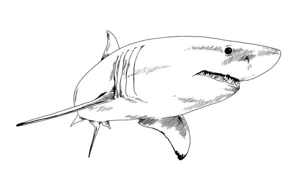 Επιτιθέμενος Μεγάλος Λευκός Καρχαρίας Ανοιχτές Σιαγόνες Που Σχεδιάζονται Μελάνι Χέρι — Φωτογραφία Αρχείου