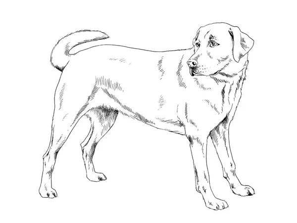 Safkan Köpek Mürekkeple Ile Beyaz Bir Arka Plan Üzerinde Çizilmiş — Stok fotoğraf