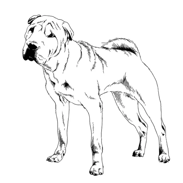 Pedigree Dog Drawn Ink Hand White Background — Stock Photo, Image