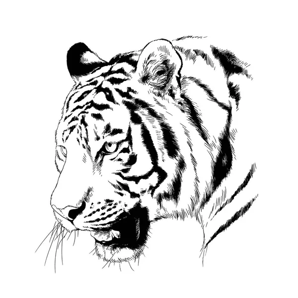 Tigre Dessiné Encre Des Mains Tatouage Prédateur Logo — Photo