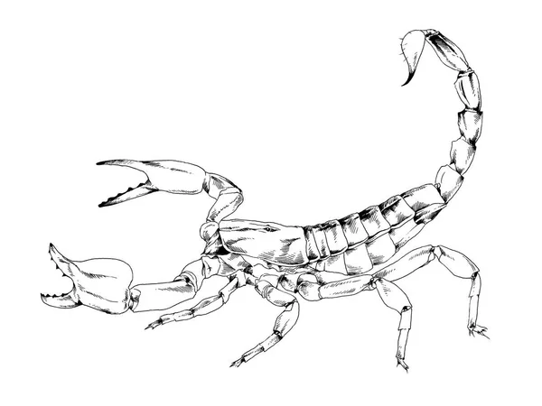 Зловмисник Скорпіон Малюють Чорнилом Білому Фоні Татуюванням — стокове фото