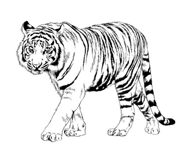 로고의 손에서 잉크로 호랑이 — 스톡 사진