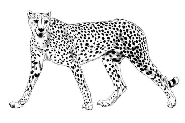 Lopende Cheetah Inkt Getekend Met Hand Een Witte Achtergrond — Stockfoto