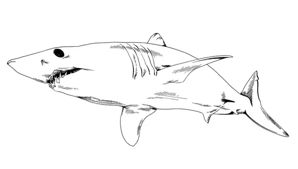 Útočící Velký Bílý Žralok Otevřenými Čelistmi Kreslené Ručně Bílém Pozadí — Stock fotografie