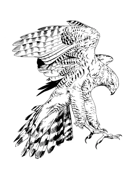 Yırtıcı Kartal Şahin Falcon Çizilmiş Mürekkep Kroki Kuş — Stok fotoğraf