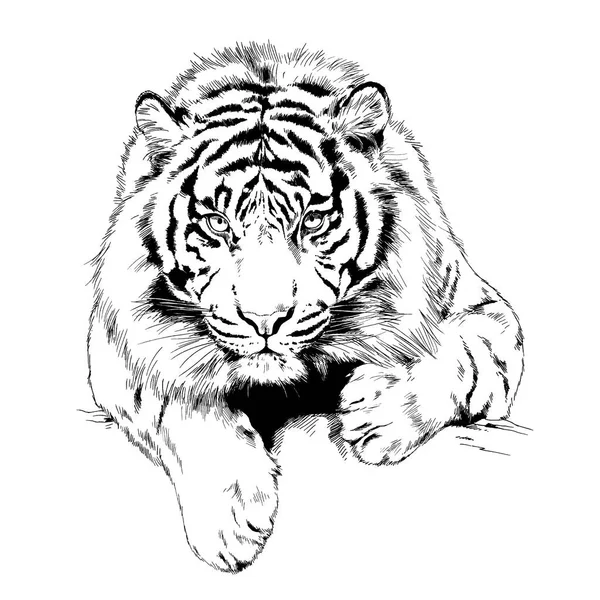 Yırtıcı bir dövme logosunun ellerindeki mürekkeple çizilmiş bir kaplan.