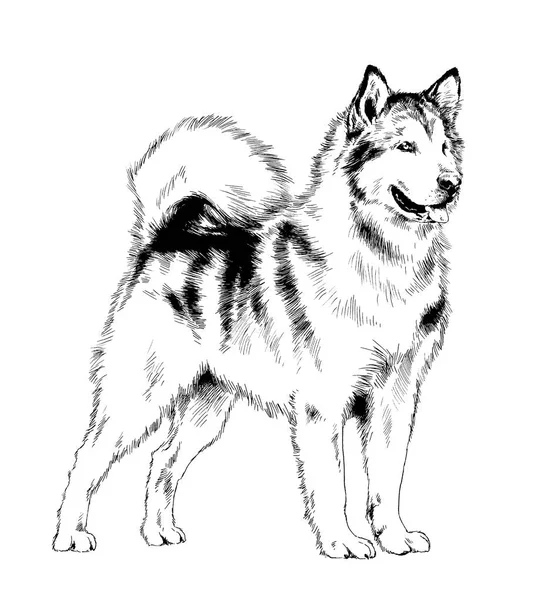 safkan köpek mürekkeple el ile beyaz bir arka plan üzerinde çizilmiş.