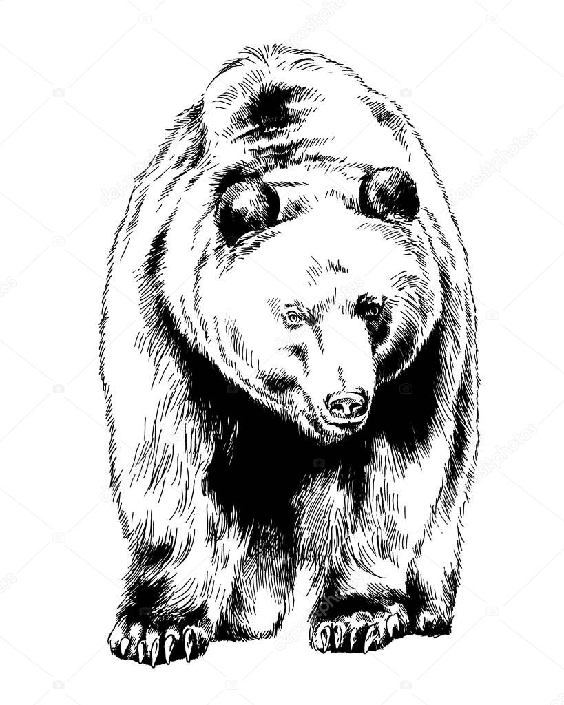 grinning face of a snarling bear painted by hand on a white background sketch logo