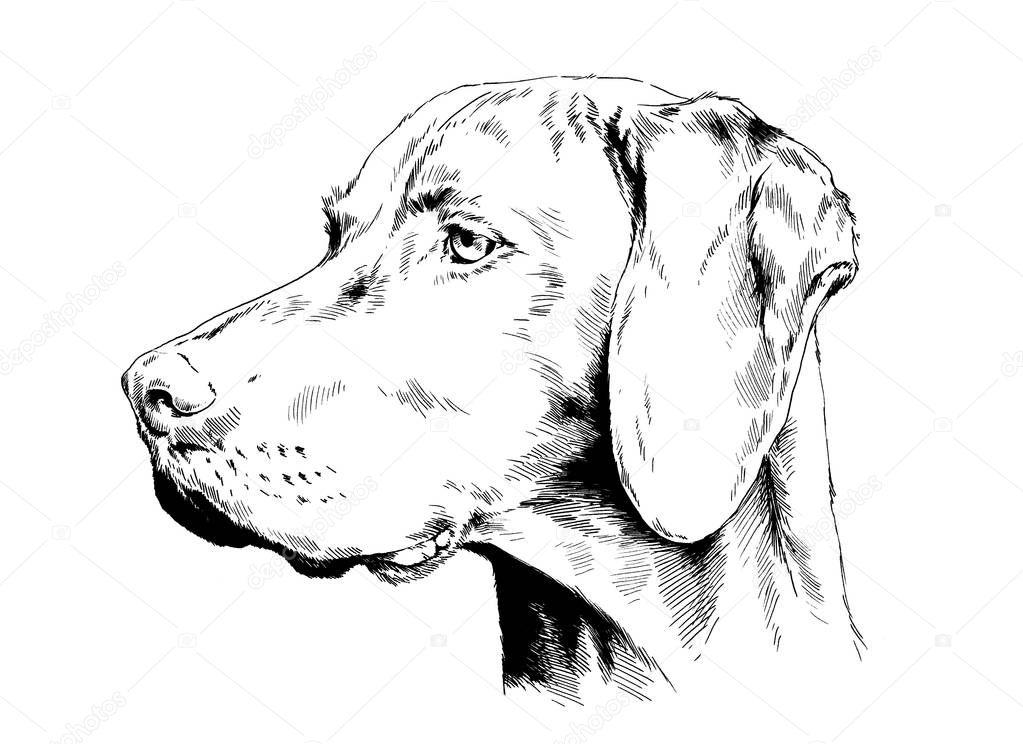 pedigree dog drawn in ink by hand on a white background