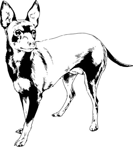 Perro Pedigrí Dibujado Tinta Mano Sobre Fondo Blanco — Vector de stock