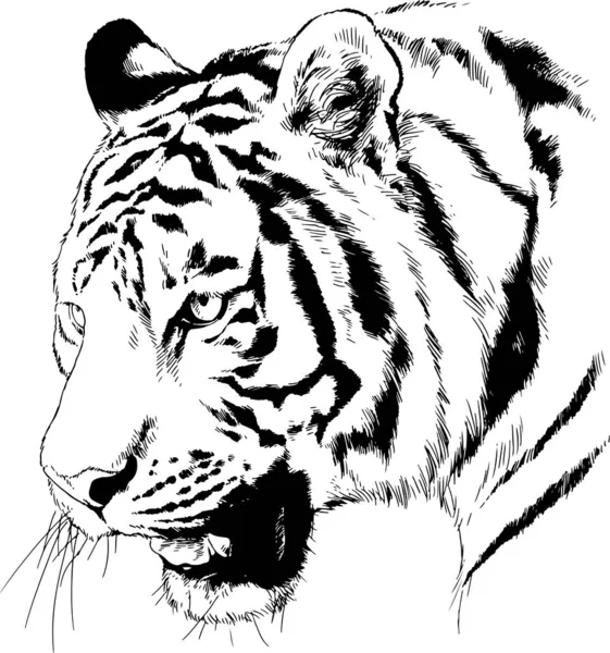 Tigre Disegnata Con Inchiostro Dalle Mani Tatuaggio Predatore — Vettoriale Stock