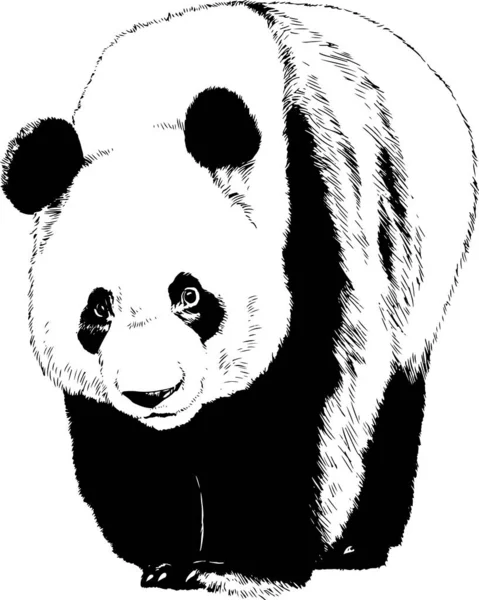 Морщинистое Лицо Рычащего Медведя Нарисованного Вручную Белом Фоне Логотипа — стоковый вектор