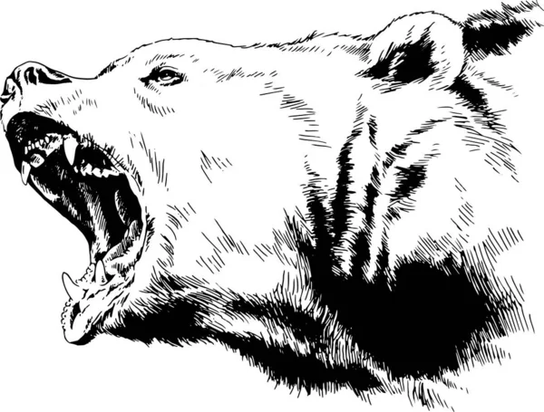 一只用手绘在白色背景草图标识上的咆哮的熊咧嘴笑着 — 图库矢量图片