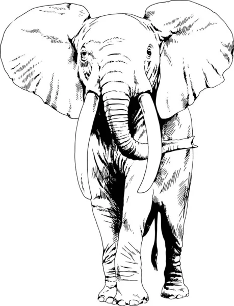 Beyaz arka plan çizimine elle mürekkeple çizilmiş büyük bir fil resmi.