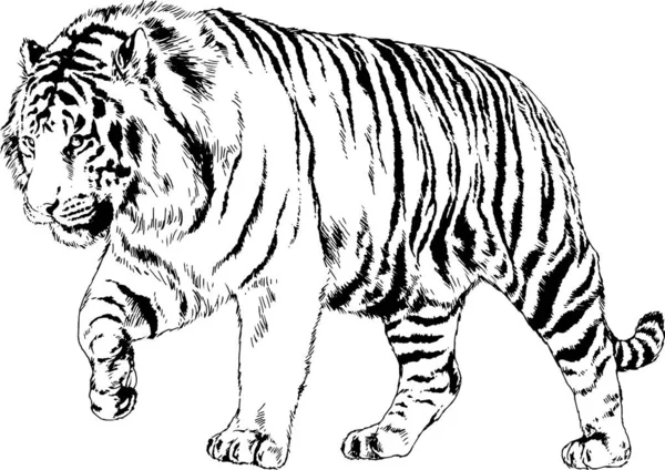 Großer Tiger Mit Tinte Von Hand Auf Weißem Hintergrund Gemalt — Stockvektor
