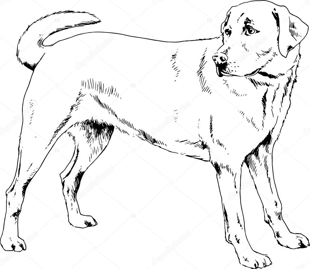 pedigree dog drawn in ink by hand on a white background