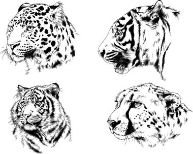 vektör çizimleri çizimler farklı yırtıcı hayvan, kaplan aslan çita ve leopar mürekkep el tarafından nesneleri arka plan ile çizilir
