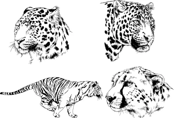 Serie Disegni Vettoriali Sul Tema Dei Predatori Tigri Sono Disegnati — Vettoriale Stock