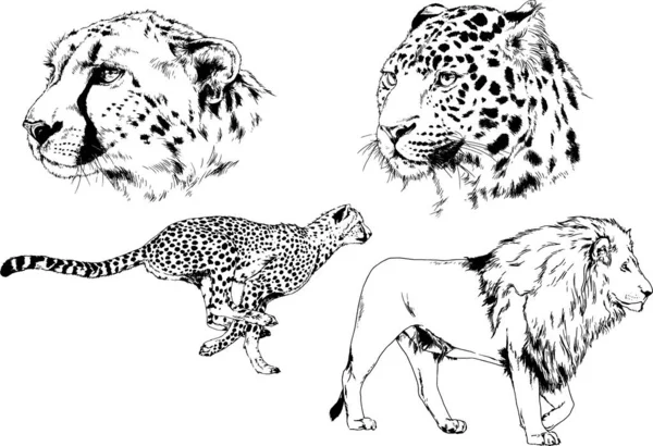 Serie Disegni Vettoriali Sul Tema Dei Predatori Tigri Sono Disegnati — Vettoriale Stock