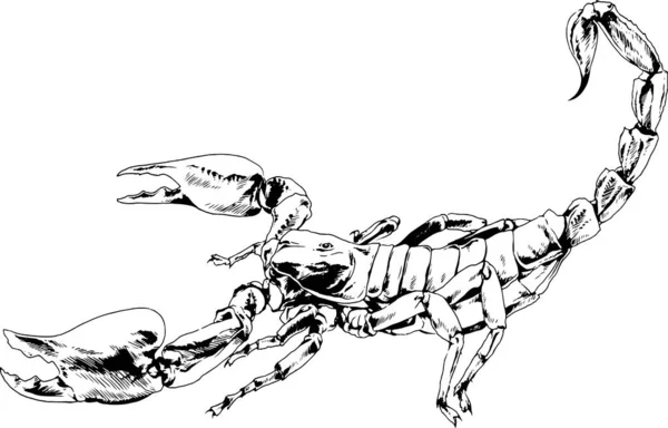 Atacar Escorpión Con Picadura Del Delantero Dibuja Tinta Boceto Tatuaje — Vector de stock