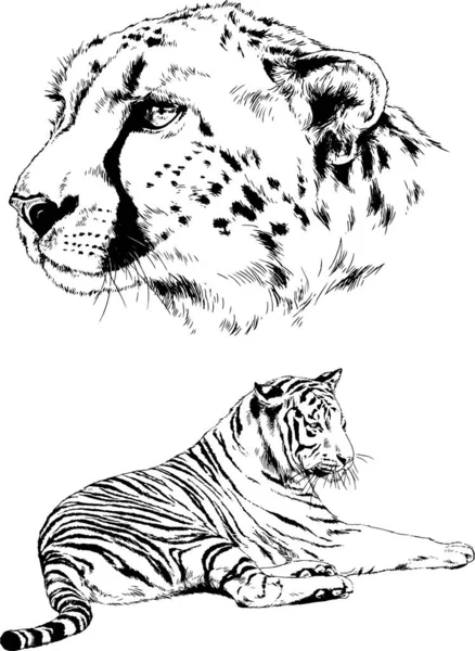 Conjunto Dibujos Vectoriales Sobre Tema Los Depredadores Tigres Dibujan Mano — Vector de stock